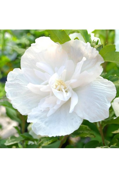 Ближній план квітки Вайт Шифон.